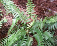 polystichum arostichoides 8-10b.jpg